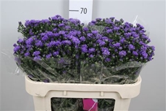 Ast Astee Dark Milka 70cm 20gram