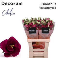 Eust G Rosita Red 70cm