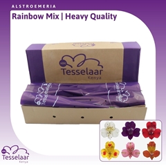 Alstr Rainbow Gem 75cm 80gram