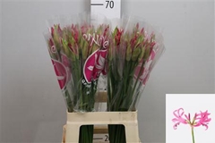 Ne Bo Ras Van Roon 65cm