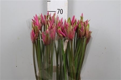 Ne Amarine Anastasia 70cm