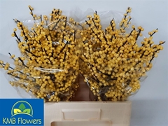 Ilex Ve Mag Citronel 60cm