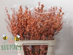 Ilex Ve Winter Gold 90cm