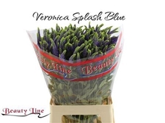 Veron L Skyler Blue 65cm
