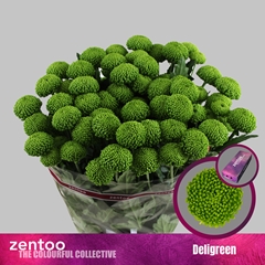 Chr T Deligreen 70cm 85gram