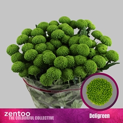 Chr T Deligreen 70cm 85gram