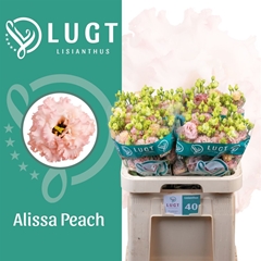 Eus G Alissa Peach