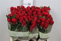 R Gr Red Ribbon 60cm