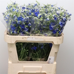 Delph En Volkerfried 50cm 23