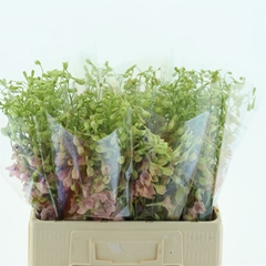 Delph En Pink Sensat 50cm 23