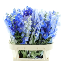 Delph El Delp Mornin 80cm 23