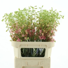 Delph En Pink Sensat 40cm 23