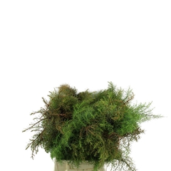 Cryptom Ja Elegan Bs 40cm