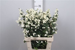 Sympho Mag Lemo Lime 70cm