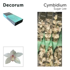 Cymb Tak Mrs Sugar L 80cm 13+