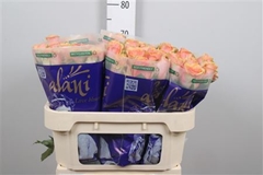R Gr Dividend 70cm