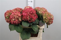 Hydr M Adora Cl 80cm 22cm Ø