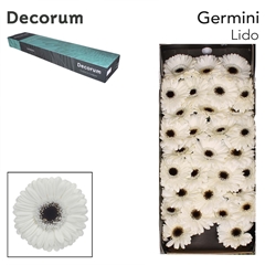 Germini Lido 45cm 7cm Ø