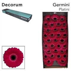 Germini Platini+ 45cm 7cm Ø