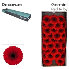 Germini Red Ruby 45cm 7cm Ø