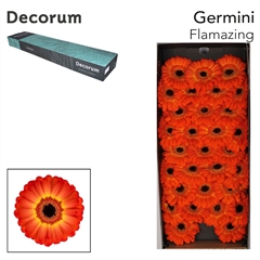 Germini Flamazing 45cm 7cm Ø