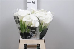 Zanted Ivory Art 65cm