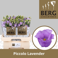 Eus E Piccolo Lavender 70cm