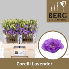 Eus G Corelli Lavend 70cm