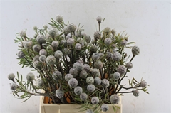 Leucad Galpinii 40cm