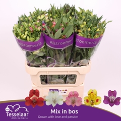Alstr Mixed 75cm 75gram