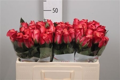 R Gr Helene 50cm