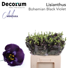 Eus E Bohemi Black Vio 60cm