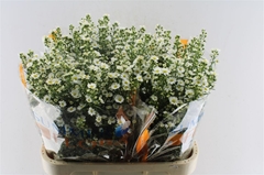Ast Paquita 80cm 40gram
