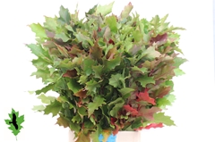 Querc Rubra 80cm