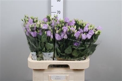 Eust G Rosita Lavender 70cm