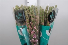 Poliant Pink Sapphir 70cm