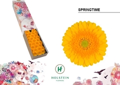 Germini Springtime 45cm 7cm Ø
