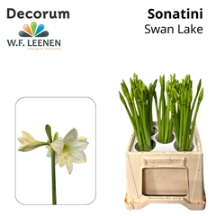 Hipp St Swan Lake 55cm 3+