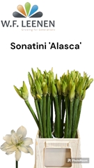 Hipp Dd Alasca 48cm 35+