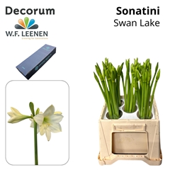 Hipp St Swan Lake 45cm 3+