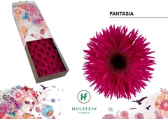 Ge Gs Gersp Fantasia 45cm 10cm Ø