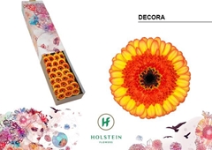 Germini Decora 45cm 7cm Ø