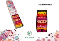 Germini On Row Mixed 45cm 7cm Ø
