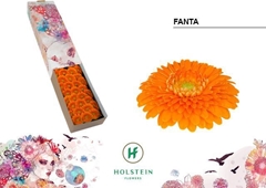 Ge Bv Pom Fanta 45cm 7cm Ø