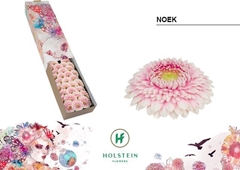 Germini Noek 45cm 7cm Ø