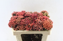 Brunia Laevis 50cm