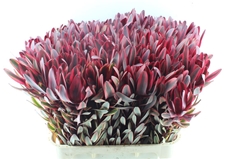 Leucad Jester 80cm