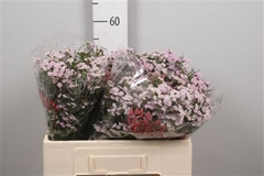 Chame Un Danc Queen 50cm 25gram 24