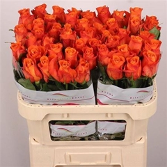 R Gr Orange Wave 70cm