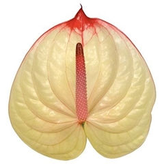 Anth A Kaseko 9cm Ø